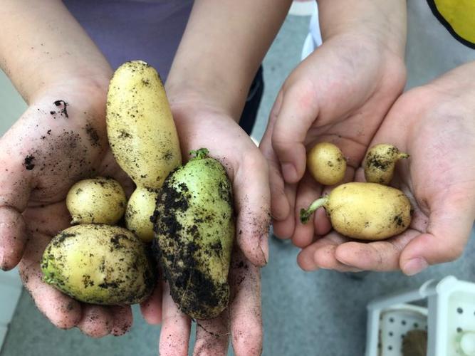 发芽土豆没切直接埋土里能长土豆吗？土豆为什么种在土里呢呢-图2