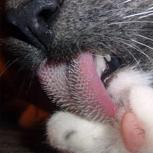 猫咬舌头什么意思？为什么睡觉总咬舌头呢呢