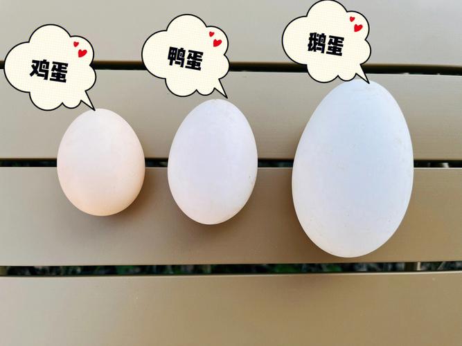 为什么家里的鸡蛋和鸭蛋一样大？为什么鸡蛋比鸭蛋小呢呢