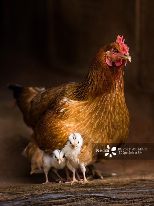 母鸡为什么要保护小鸡？为什么母鸡不护蛋呢呢-图3
