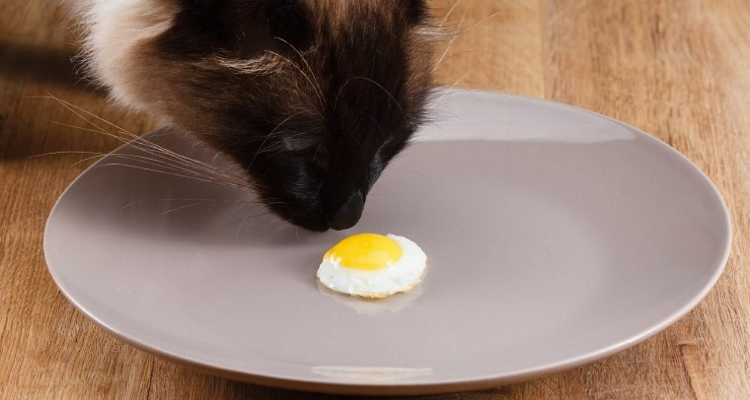猫去火的方法，听说可以吃蛋清，是不是真的？为什么喝生鸡蛋去火呢呢-图2