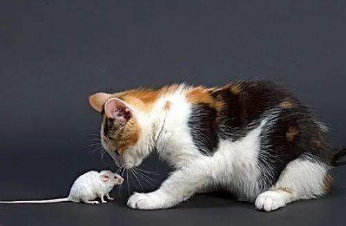 为什么要教猫抓老鼠？为什么猫就要抓老鼠呢呢