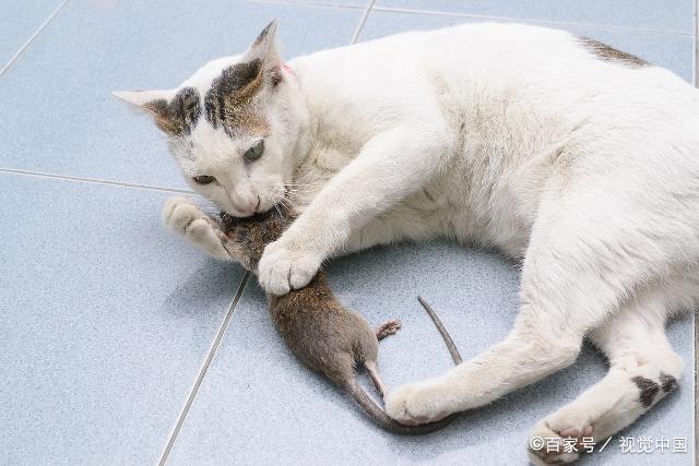 猫为什么要抓老鼠哲学？猫咪为什么要抓老鼠呢呢