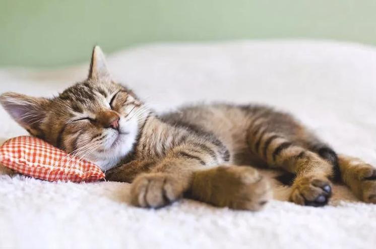 天冷猫就更爱睡觉了吗？为什么猫那么爱睡觉呢呢-图3
