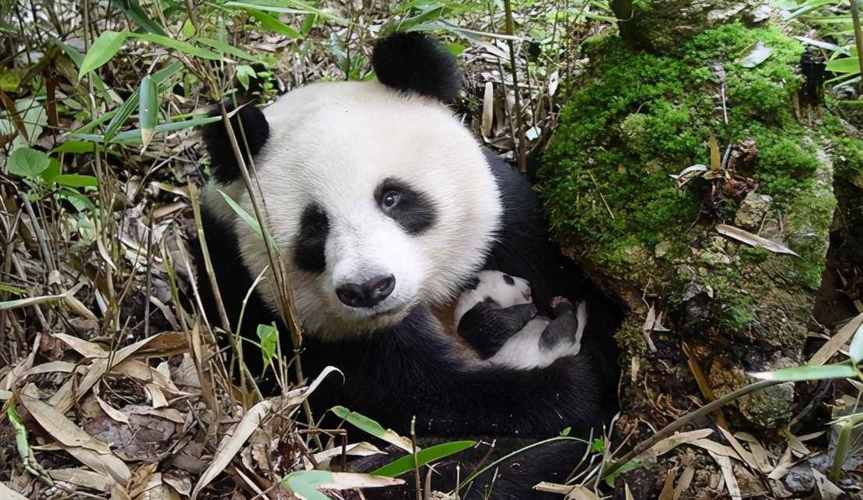 大熊猫为什么视为中国的国宝？为什么叫熊猫是国宝呢呢-图2