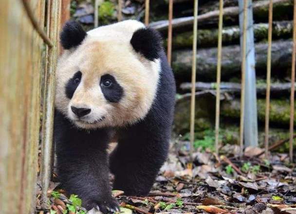 大熊猫为什么视为中国的国宝？为什么叫熊猫是国宝呢呢