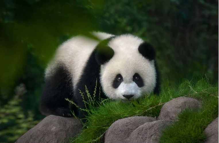 大熊猫为什么视为中国的国宝？为什么叫熊猫是国宝呢呢-图3