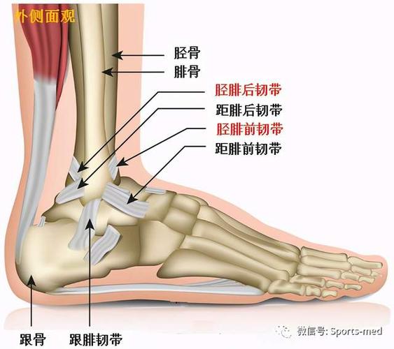 脚踝痛是怎么回事没有扭到？踝关节常常疼为什么呢呢