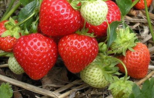 种植草莓有风险没有？吃草莓为什么胀肚子呢呢-图2