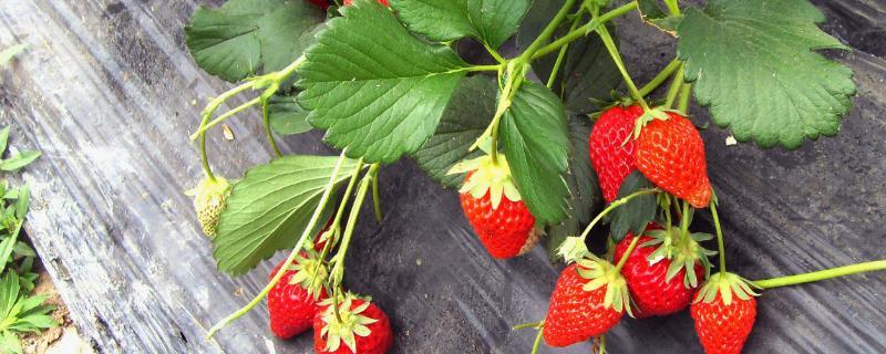 种植草莓有风险没有？吃草莓为什么胀肚子呢呢-图3