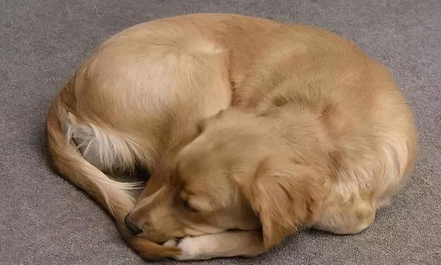 一般狗狗多久回狗窝睡觉？为什么狗中午会睡觉呢呢