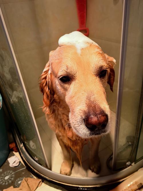 狗狗怕水，不爱洗澡怎么办？为什么狗不爱洗澡呢呢