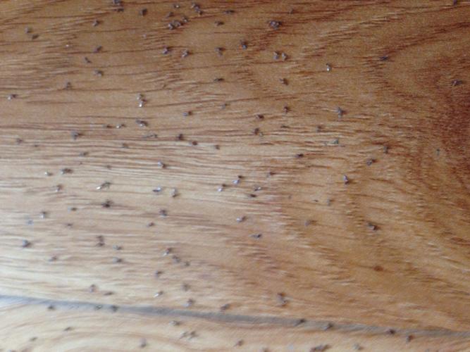 每天拖地板的时候，水里就会洗出很多这样的虫子，这是什么虫子？为什么地上会有虫呢呢-图3