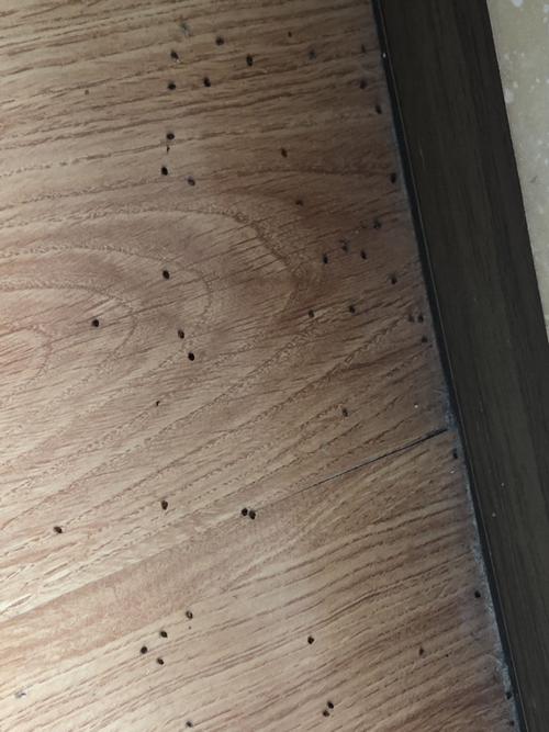 每天拖地板的时候，水里就会洗出很多这样的虫子，这是什么虫子？为什么地上会有虫呢呢