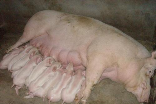 母猪带着猪仔不爱吃食怎么回事？怀孕母猪为什么便秘呢呢