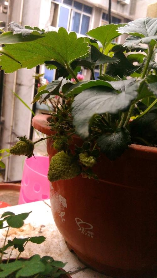 盆栽草莓开花后果实不长？草莓叶为什么会蔫呢呢