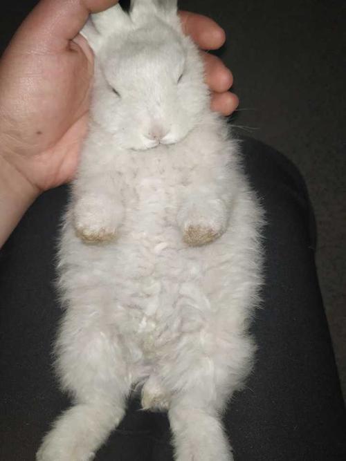 为什么小兔子的肚子光动？兔子为什么会在床上呢呢-图2