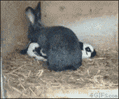 为什么小兔子的肚子光动？兔子为什么会在床上呢呢-图3
