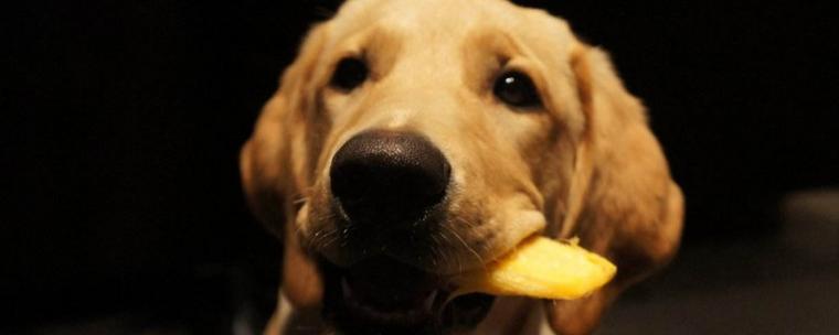 为什么狗不可以吃芒果？吃芒果为什么会呕吐呢呢