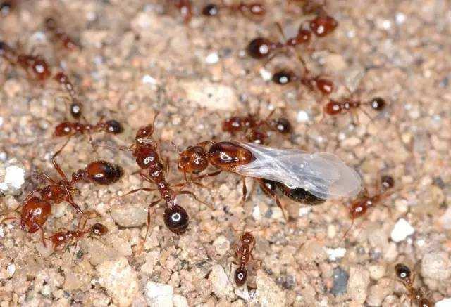 蚂蚁之间为何要互相残杀？蚂蚁为什么互相残杀呢呢