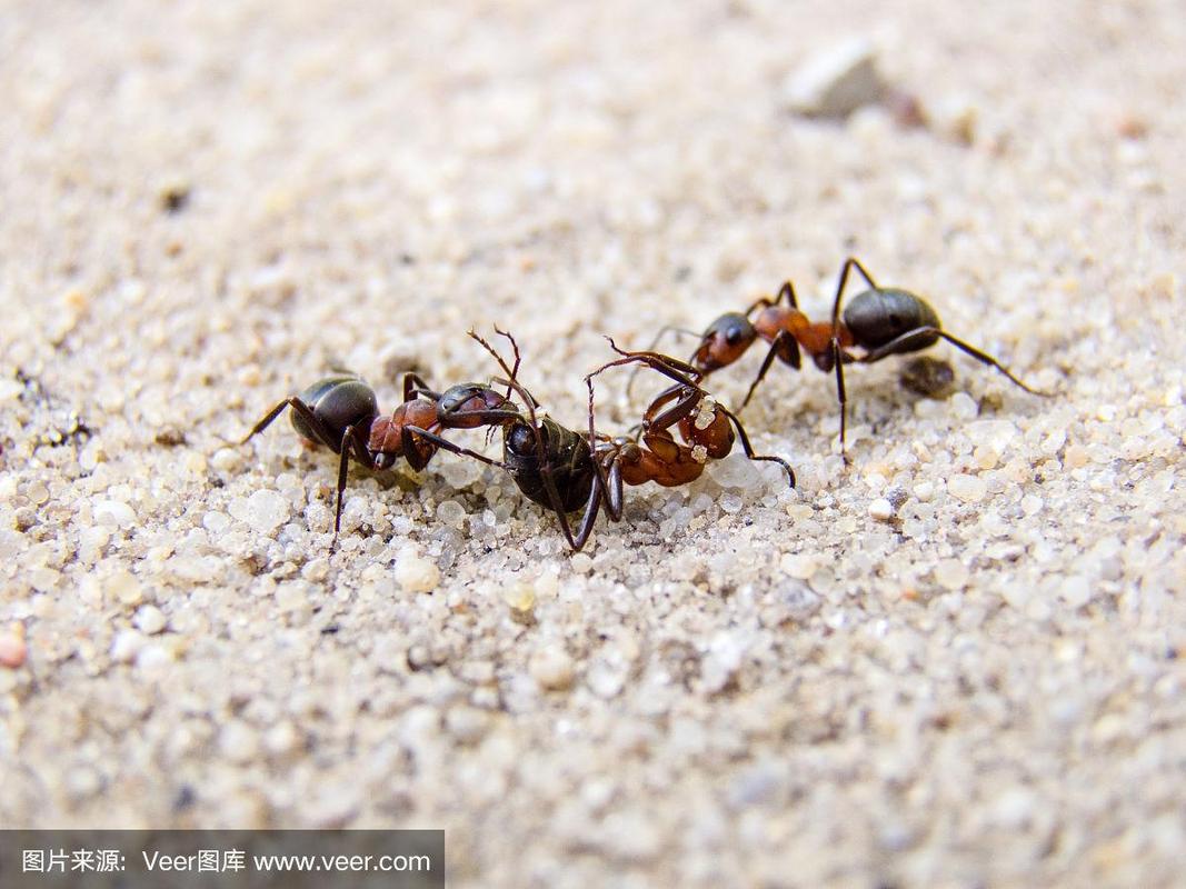 蚂蚁之间为何要互相残杀？蚂蚁为什么互相残杀呢呢-图2
