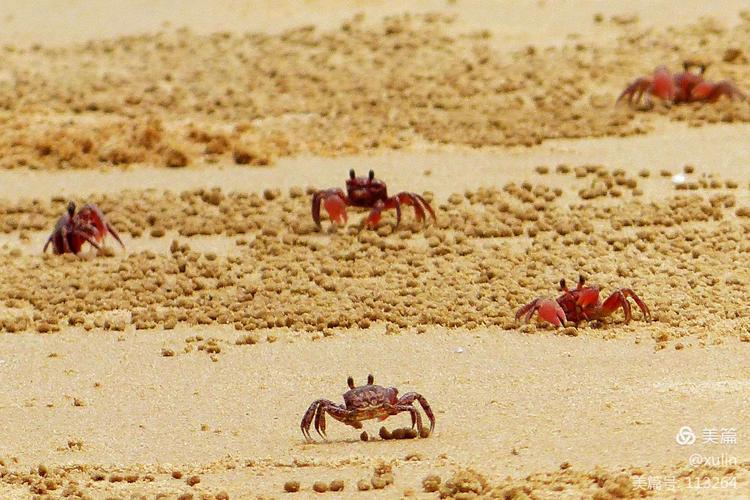 沙漠绿洲有什么动物？为什么沙漠里有螃蟹呢呢