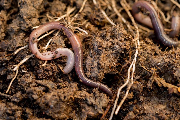蚯蚓为什么吃泥土？为什么蚯蚓里面有土呢呢