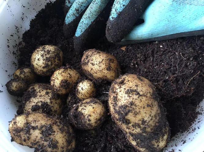 露天秋土豆最低多少度不长了？种的土豆为什么不长呢呢