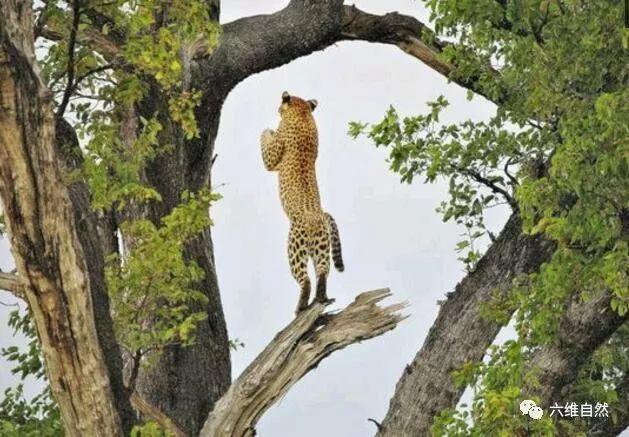 花豹为什么是豹界之耻？花豹为什么不能爬树呢