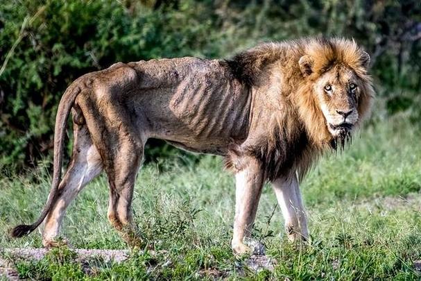 为什么公猫喜欢吃肉多？狮子老虎为什么吃肉呢-图2