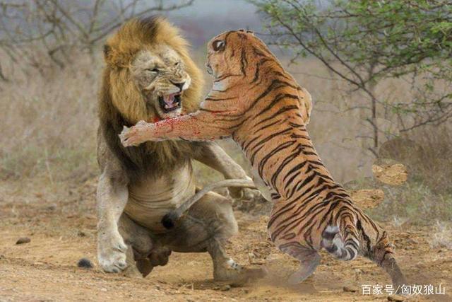 为什么公猫喜欢吃肉多？狮子老虎为什么吃肉呢-图3