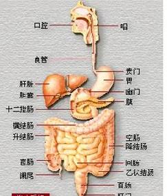 乙状结肠的位置在哪里呢？为什么结肠位置隐痛呢-图2