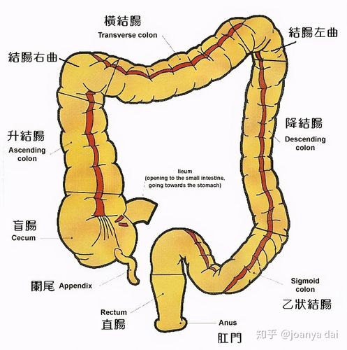 乙状结肠的位置在哪里呢？为什么结肠位置隐痛呢-图1