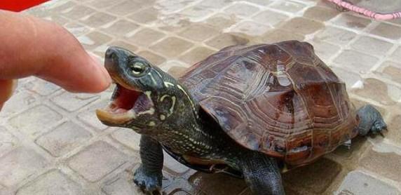 乌龟为什么在水里才吃食？乌龟为什么要吃饭呢