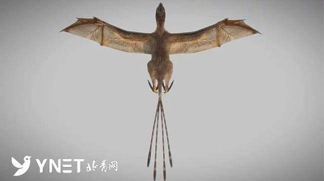 蝙蝠的祖先是不是翼龙啊？恐龙为什么怕蝙蝠呢