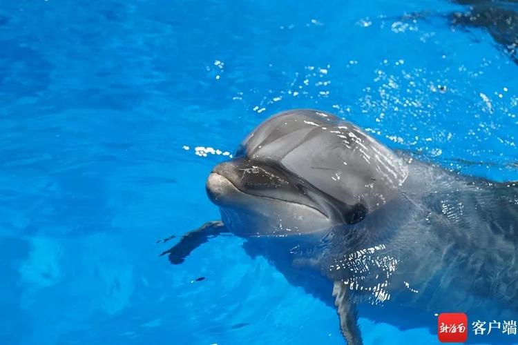 分析海豚不睡觉的原因？为什么海豚不能游泳呢