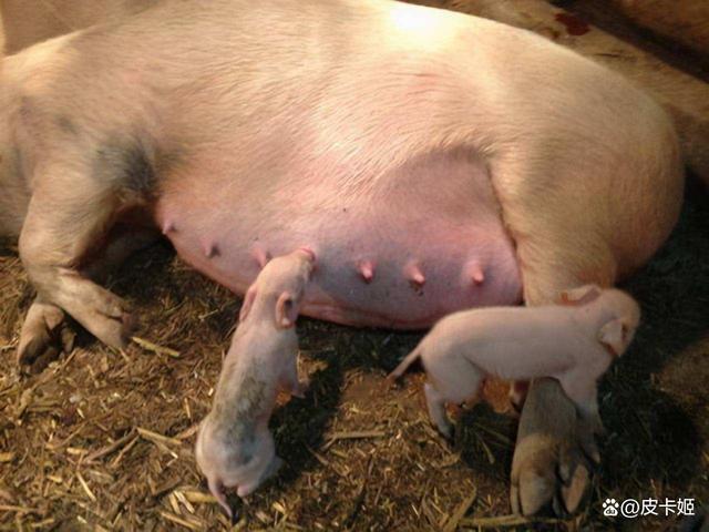 母猪还没到产期，提前生产，是为什么？为什么母猪容易流产呢