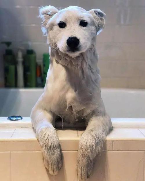 为啥宠物店给狗洗澡很香？为什么狗有香味呢