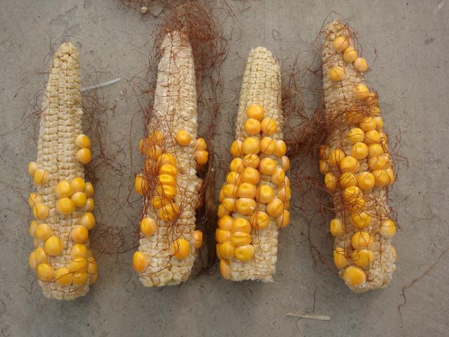玉米不适合什么肥料？玉米为什么不用氮肥呢