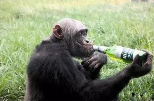什么动物会喝酒？为什么动物会喝醉呢