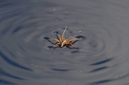 为什么蜘蛛在水里淹不死大神们帮帮忙？蜘蛛为什么会掉水里呢