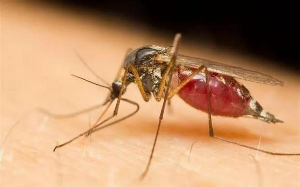 蚊子寿命3个月为什么过了冬天还活着？为什么蚊子特别耐打呢
