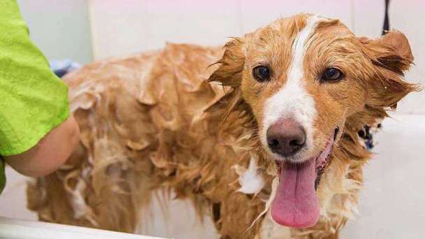 狗狗洗澡后身上痒？为什么泡澡全身痒呢