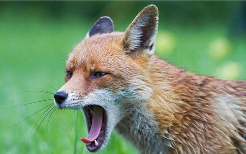 狐狸的鼻子是什么样子？狐狸为什么没有嗅觉呢-图3