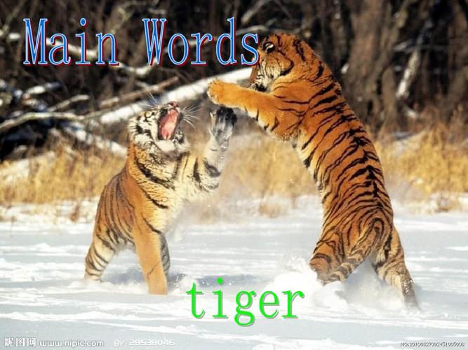 英语最喜欢的动物后面为什么要加s？你为什么爱老虎呢
