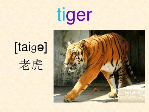 英语最喜欢的动物后面为什么要加s？你为什么爱老虎呢-图3