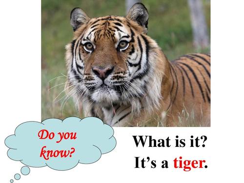 英语最喜欢的动物后面为什么要加s？你为什么爱老虎呢-图2