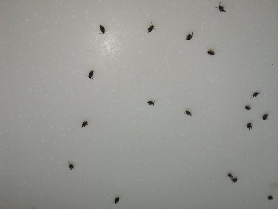 家里突然出现许多飞虫是什么征兆？为什么会梦到昆虫呢