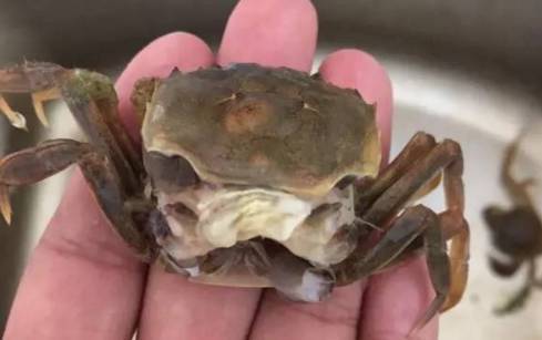 螃蟹为什么换壳？为什么河蟹要脱壳呢