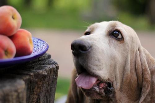 幼犬能吃桃吗？狗为什么怕桃树呢
